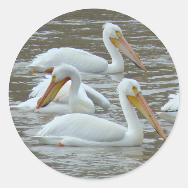 Sticker Rond Pélicans blancs B16 sur une rivière boueuse (Devant)