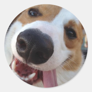 Sticker Rond Pembroke rouge et blanc Corgi gallois