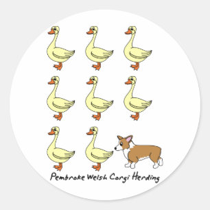 Sticker Rond Pembroke Welsh Corgi Herding Ducks