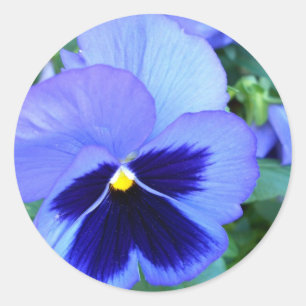 Sticker Rond Pensées - art floral photographique de