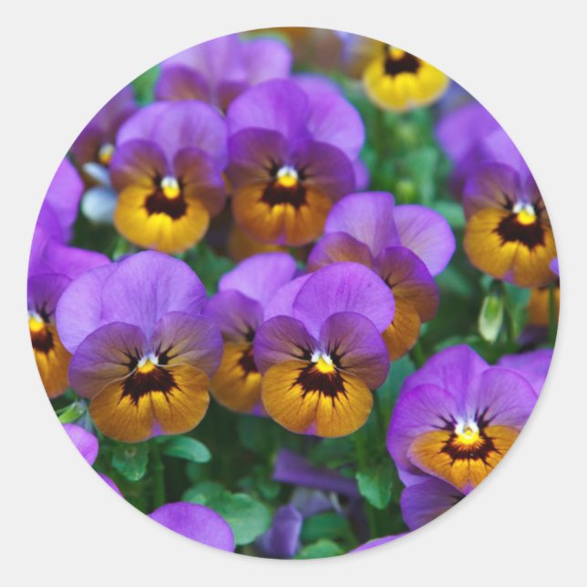 Sticker Rond Pensées violettes (Devant)