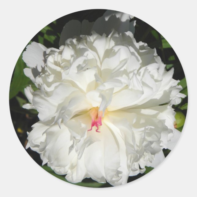 Sticker Rond peony gros plan Paeonia lactiflora (Devant)
