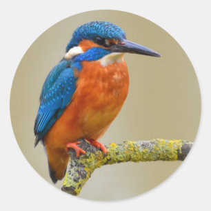 Sticker Rond Perching Kingfisher