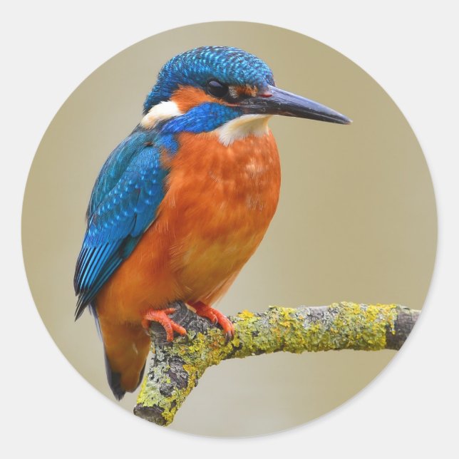 Sticker Rond Perching Kingfisher (Devant)