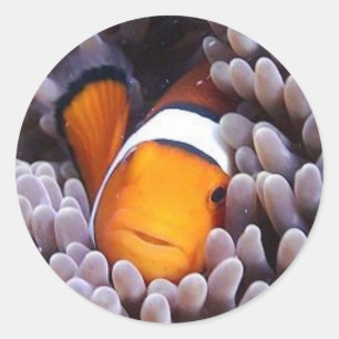 Sticker Rond Percula Clownfish
