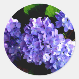 Sticker Rond Périwinkel hydrangeas violet bleu fleur floral