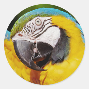 Sticker Rond Perroquet bleu et or macaw