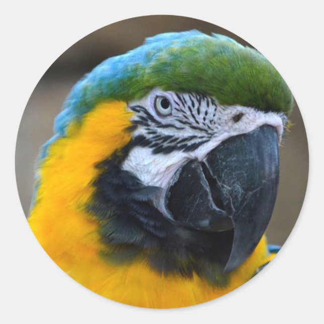 Sticker Rond perroquet bleu et or macaw vue frontale c (Devant)