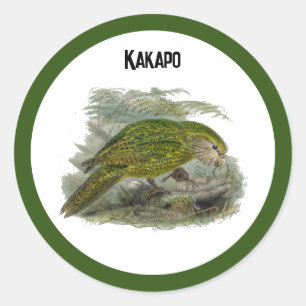 Sticker Rond Perroquet de Chouette verte Kakapo, Illustration d