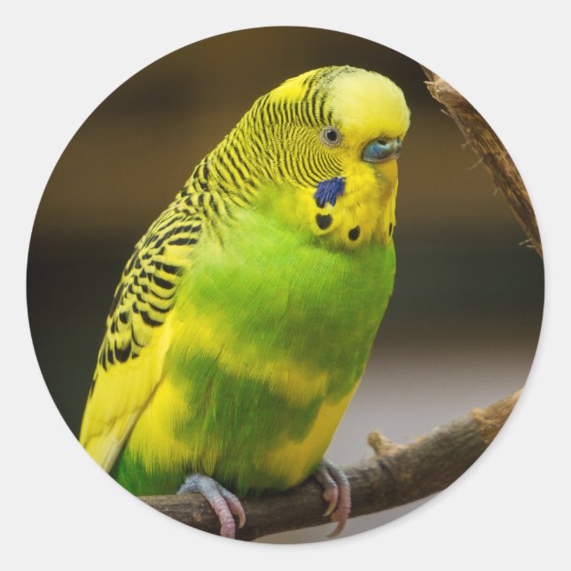 Sticker Rond Perruche Budgie anglaise personnalisée (Devant)