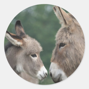 Sticker Rond Petit âne