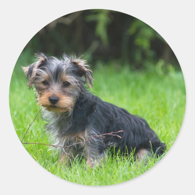 Sticker Rond Petit bébé yorkie chiot avec des yeux tristes expr (Devant)