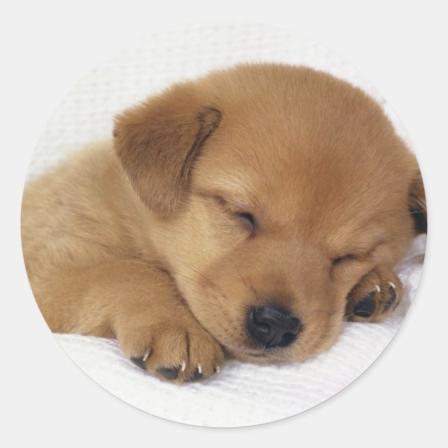 Sticker Rond Petit chiot mignon (Devant)