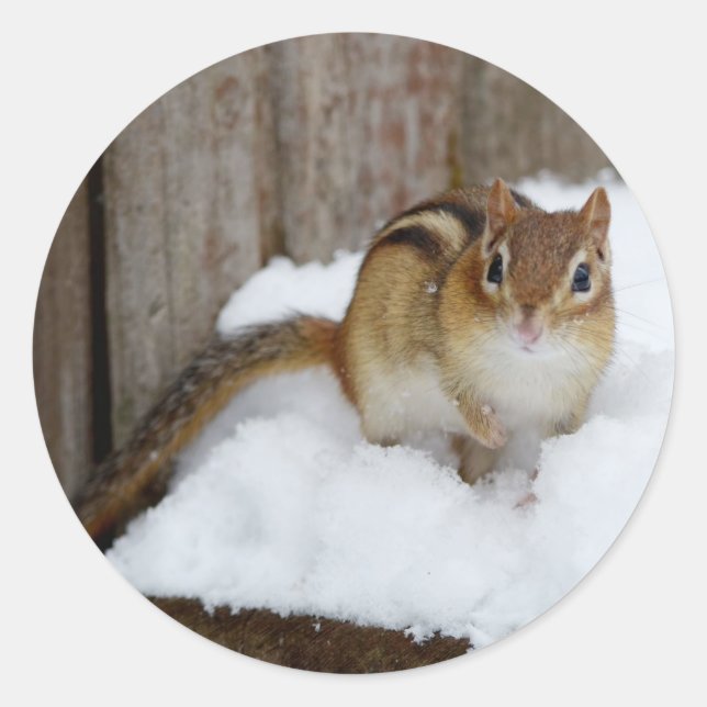 Sticker Rond Petit Chipmunk mignon dans la neige (Devant)