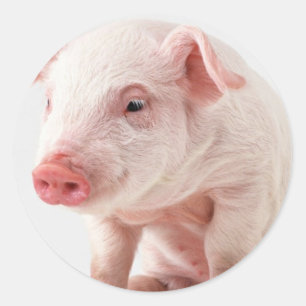 Sticker Rond Petit cochon