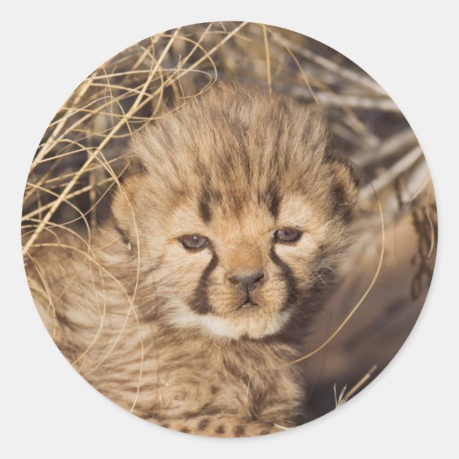 Sticker Rond Petit de 19 jours. Namibie (Devant)