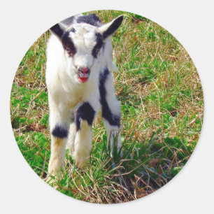 Sticker Rond Petit endroit