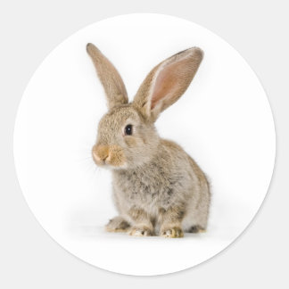 Sticker Rond Petit lapin mignon