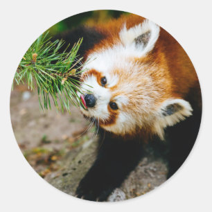 Sticker Rond Petit panda rouge avec la fougère - photographie