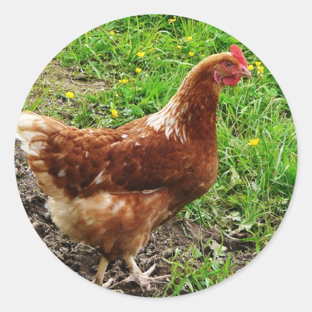 Sticker Rond Petit poulet rouge - Couche d'oeuf libre (Devant)