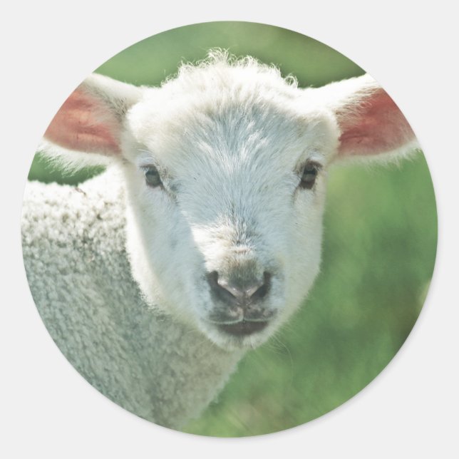 Sticker Rond Petit White Lamb (Devant)