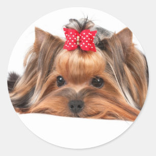 Sticker Rond Petite beauté