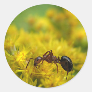 Sticker Rond Petite fourmi sur Goldenrod