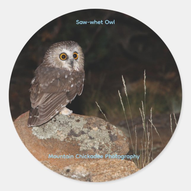 Sticker Rond Petite Nyctale (Devant)
