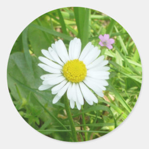 Sticker Rond Petite petite marguerite miniature blanche et jaun