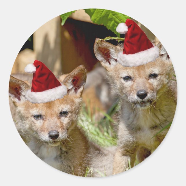 Sticker Rond Petits coyotes de Noël (Devant)