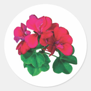 Sticker Rond Petits géraniums Magenta