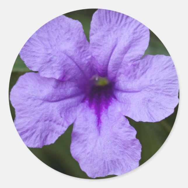Sticker Rond Pétunia mexicain nain pourpre (Devant)