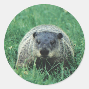 Sticker Rond Phil Groundhog
