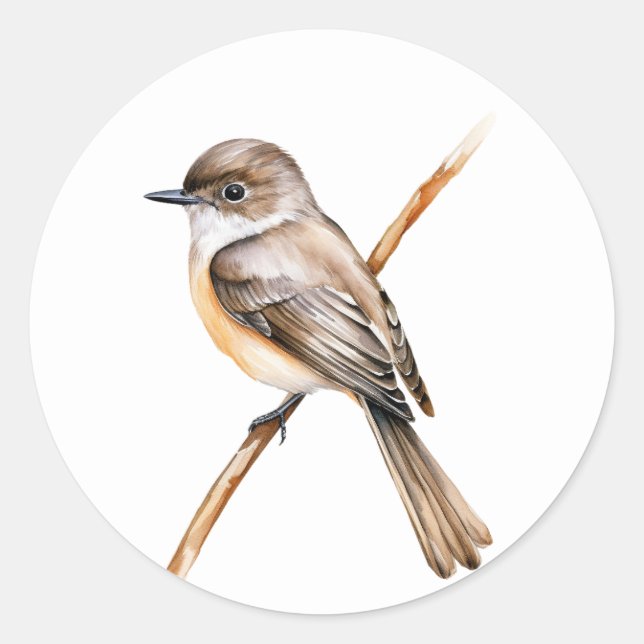 Sticker Rond Phoebe orientale (Devant)
