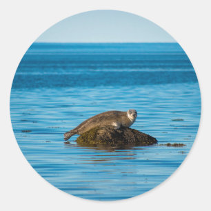 Sticker Rond Phoque commun