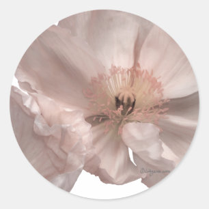 Sticker Rond Phoques de Faire-part de mariage rose