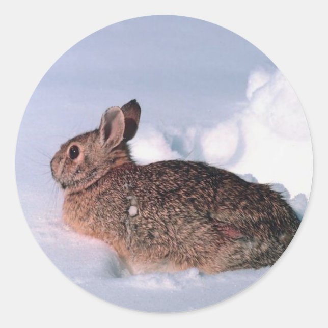 Sticker Rond Phoques de l'enveloppe de la carte de Noël de lapi (Devant)