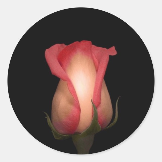 Sticker Rond Phoques d'enveloppe rose (Devant)