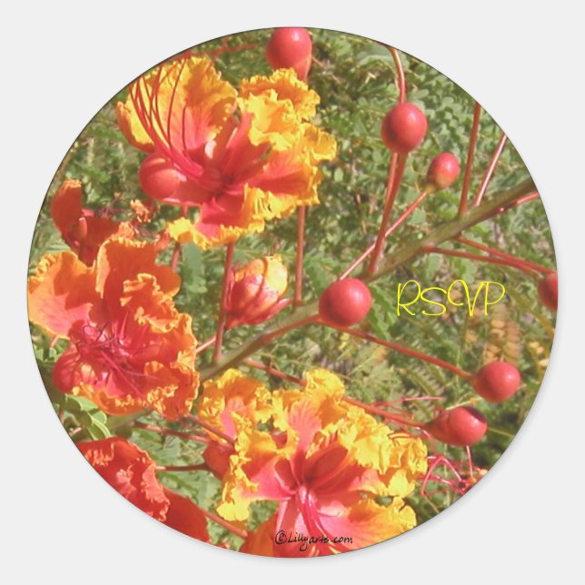 Sticker Rond Phoques/Stickers Mariage tropicaux Poinciana (Devant)