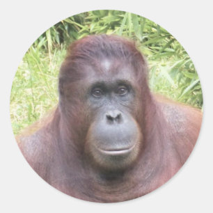 Sticker Rond Photo animale de portrait d'orang-outan