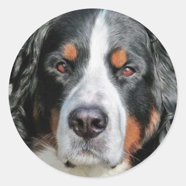 Sticker Rond Photo Bernese Mountain Dog (Devant)