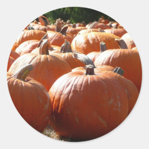 Sticker Rond Photo citrouille pour automne, Halloween ou Thanks