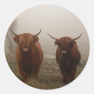 Sticker Rond Photo de brouillard de bovins Highland