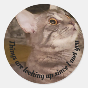 Sticker Rond Photo de chat gris mou Les Choses Reviennent Sur
