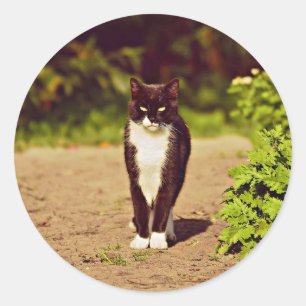 Sticker Rond Photo de chat Tuxedo noir et blanc