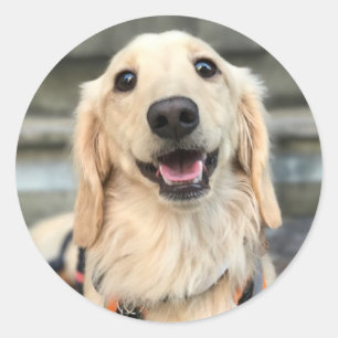 Sticker Rond Photo de chien adorable