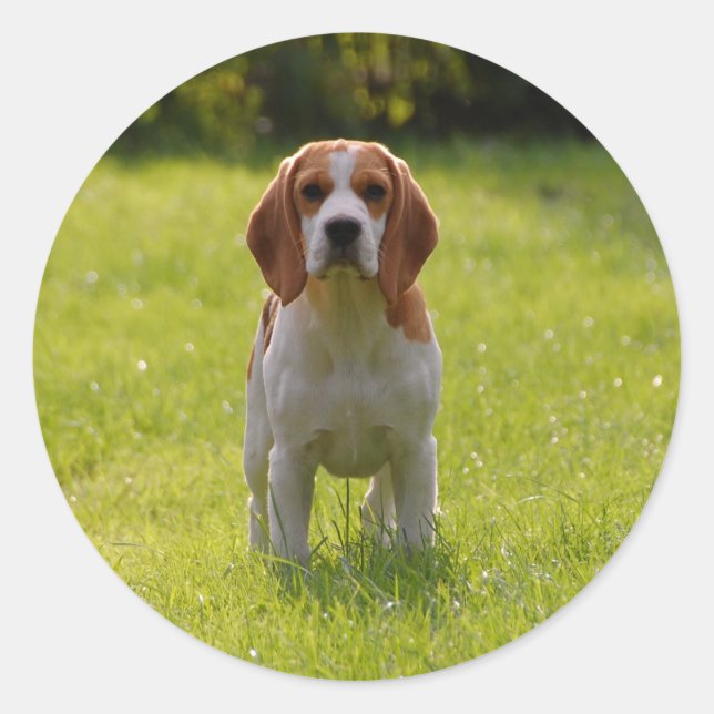 Sticker Rond Photo de chien personnalisée (Devant)