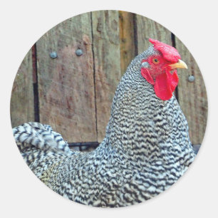 Sticker Rond Photo de coq noir et blanc de poulet