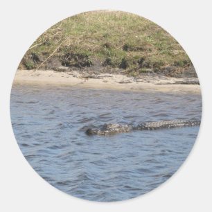 Sticker Rond Photo de faune d'un alligator américain nageant da