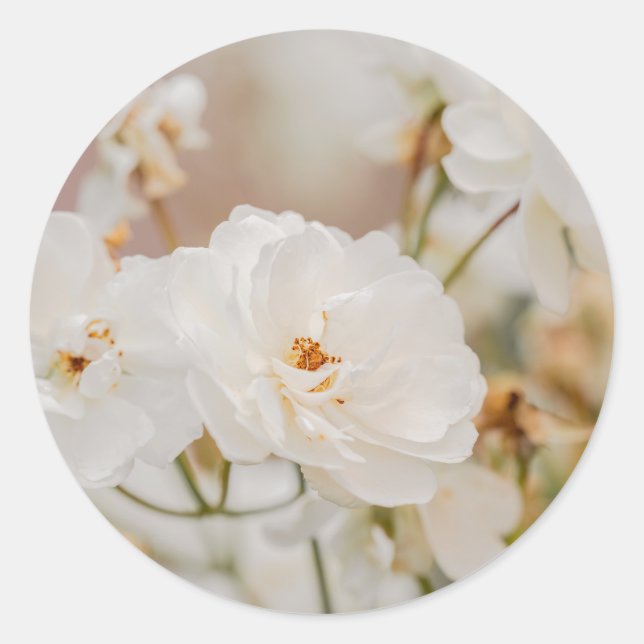 Sticker Rond Photo de fleurs blanches romantiques de roses de K (Devant)